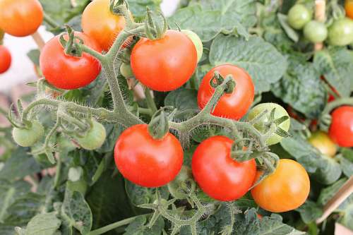 citrus fruit tomato fruits plant
